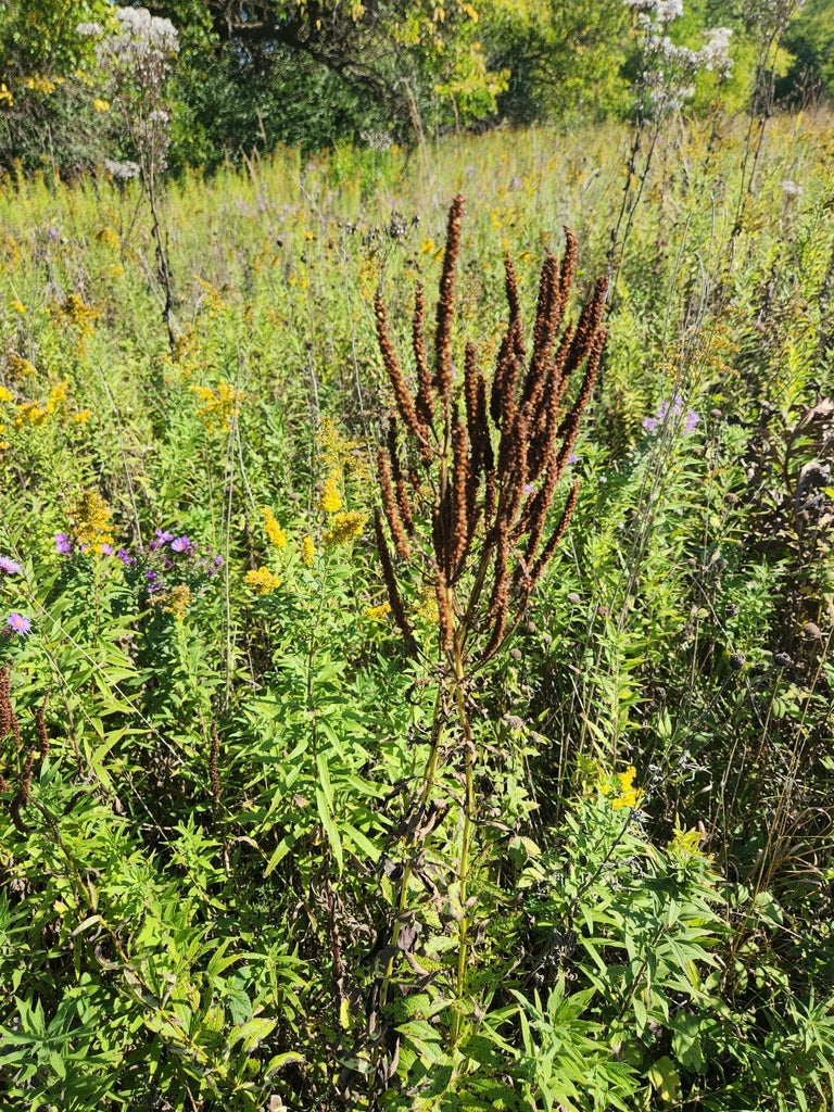 Veronicastrum Virginicum - Culvers Root