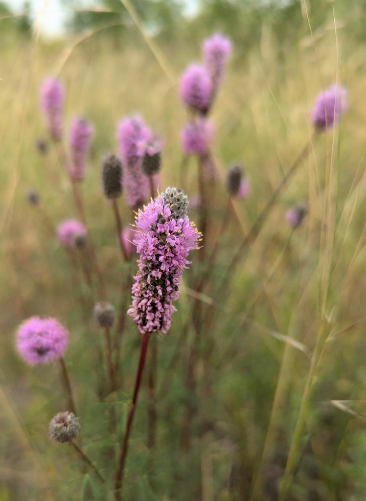 Dalea Purpurea - Purple Prairie Clover