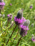 Dalea Purpurea - Purple Prairie Clover
