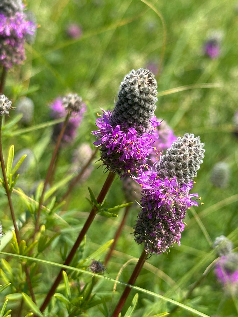 Dalea Purpurea - Purple Prairie Clover