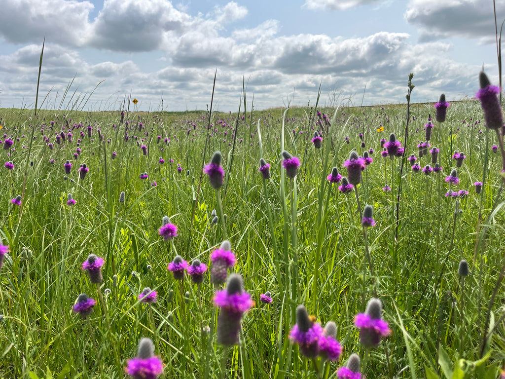 Dalea Purpurea - Purple Prairie Clover