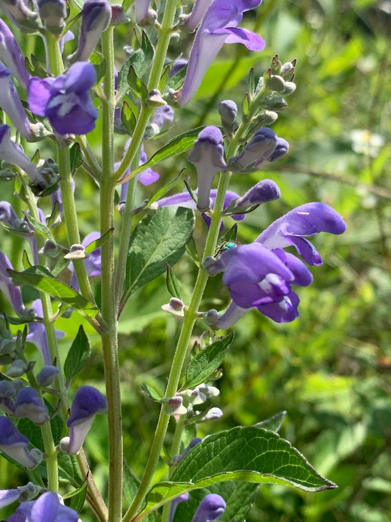 Scuttelaria Incana - Downy Skullcap