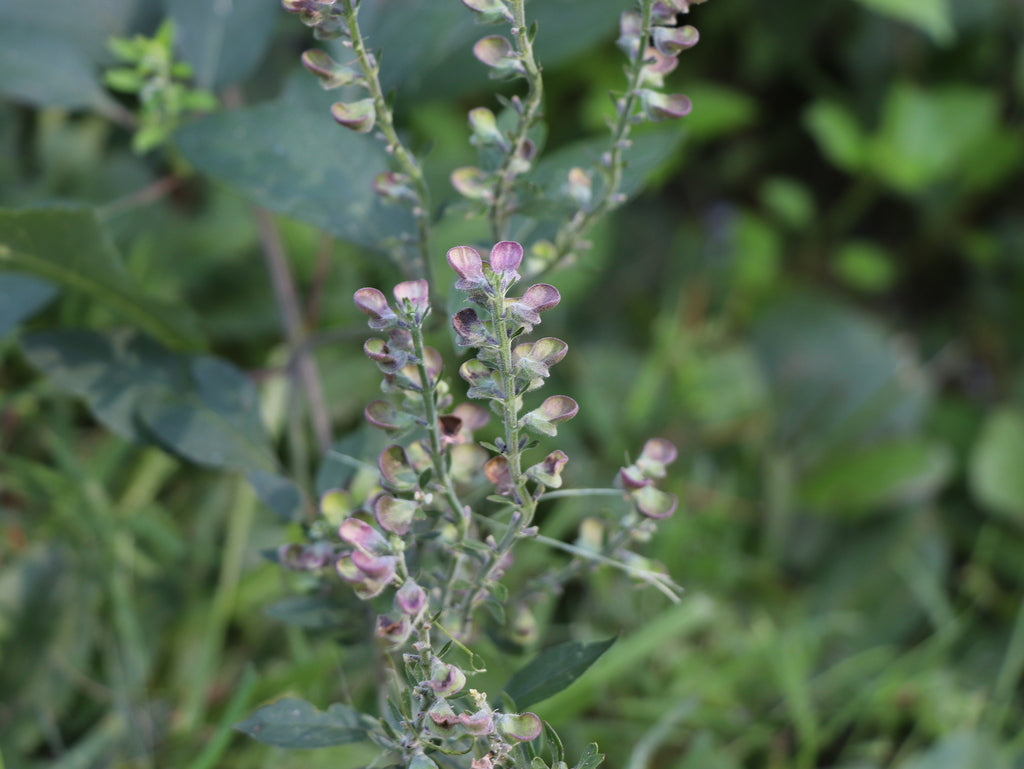 Scuttelaria Incana - Downy Skullcap