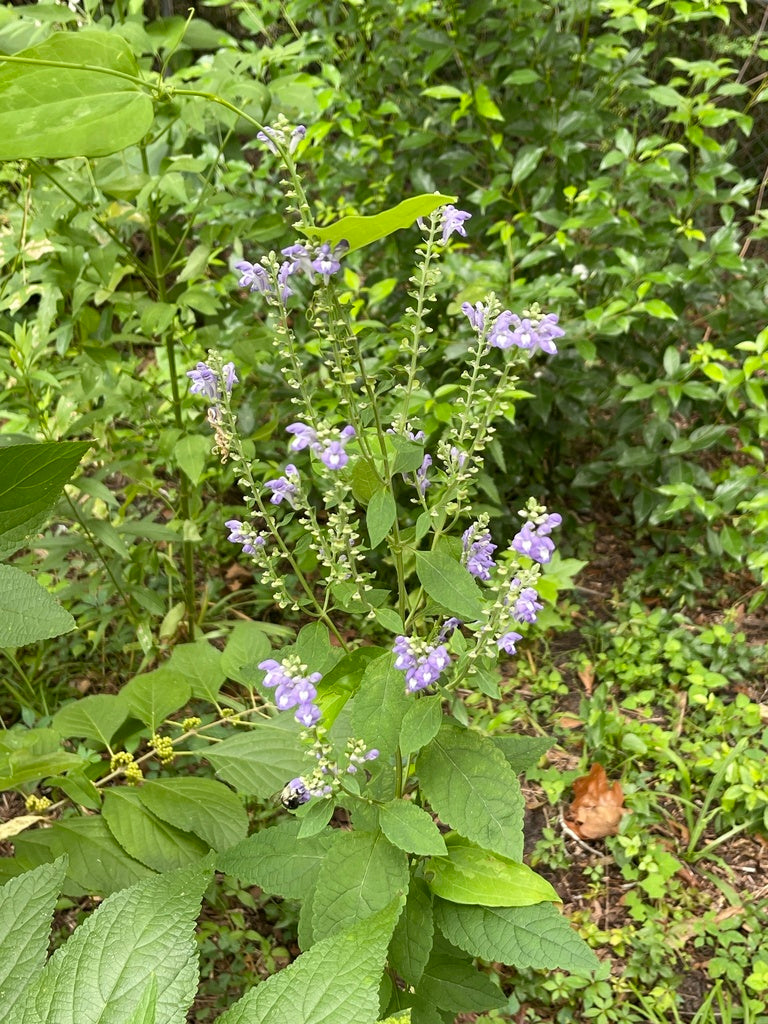 Scuttelaria Incana - Downy Skullcap