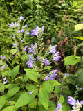 Scuttelaria Incana - Downy Skullcap
