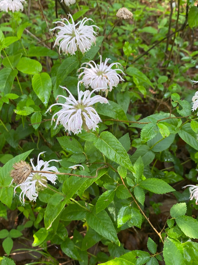 Monarda Bradburiana - Bradburys Bee Balm