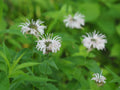 Monarda Bradburiana - Bradburys Bee Balm