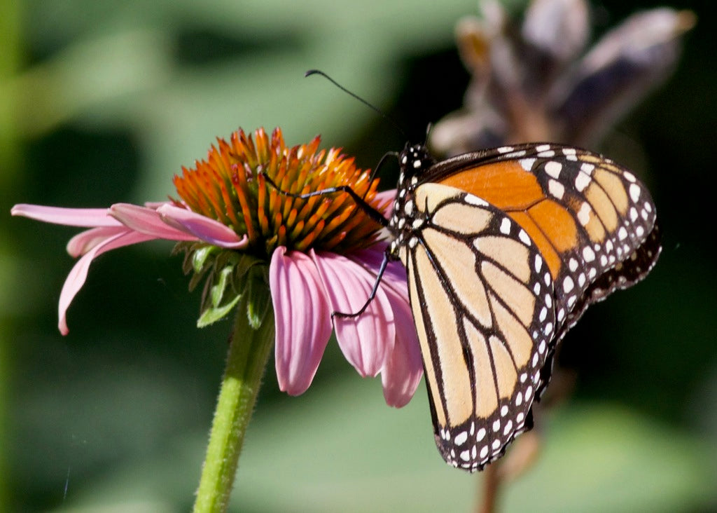 Echinacea Purpurea - Purple Coneflower