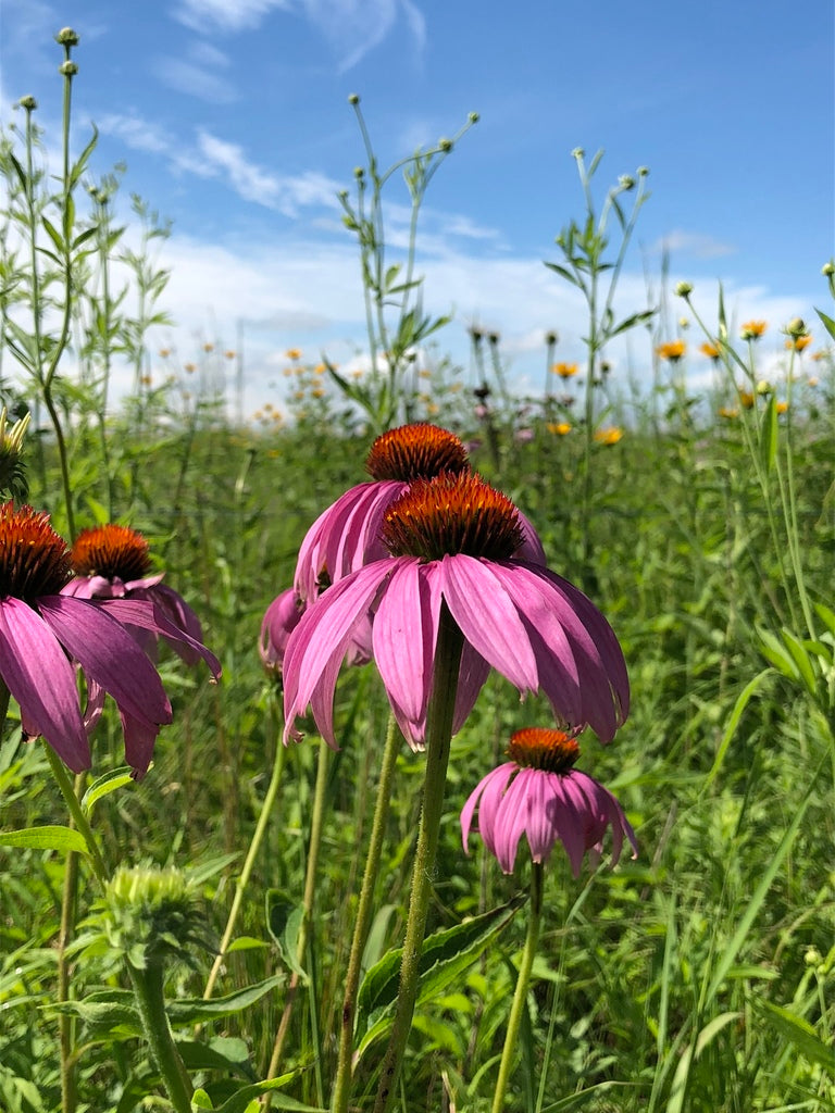 Echinacea Purpurea - Purple Coneflower