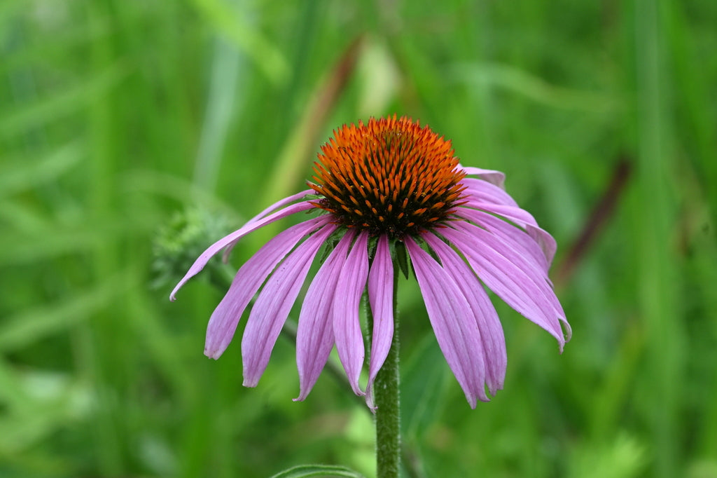Echinacea Purpurea - Purple Coneflower