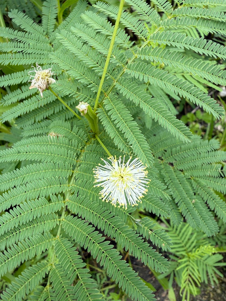 Desmanthus Illinoensis - Illinois Bundle Flower