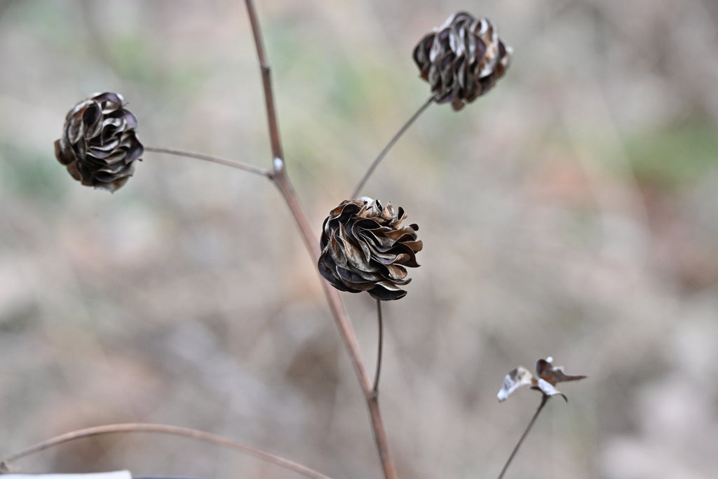 Desmanthus Illinoensis - Illinois Bundle Flower