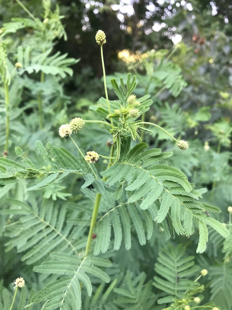 Desmanthus Illinoensis - Illinois Bundle Flower