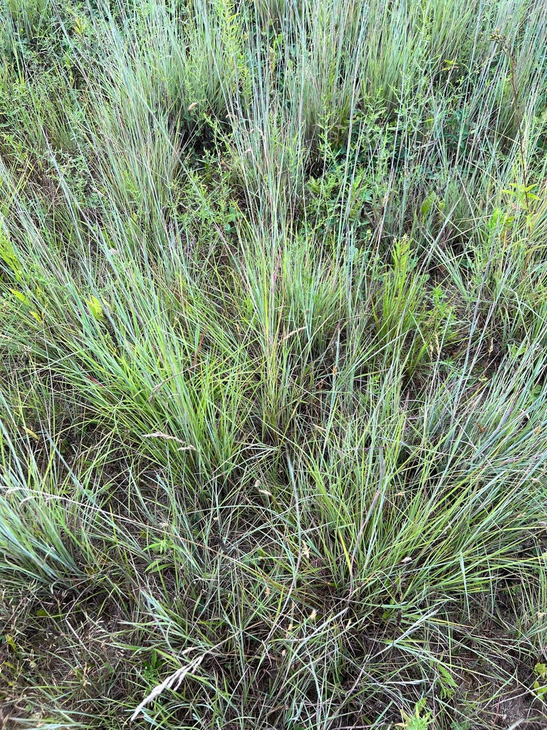 Schizachyrium Scoparium - Little Blue Stem