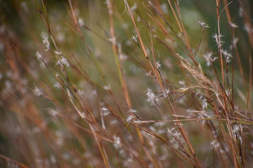 Schizachyrium Scoparium - Little Blue Stem