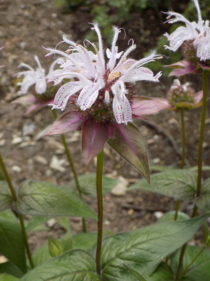 Monarda Bradburiana - Bradburys Bee Balm