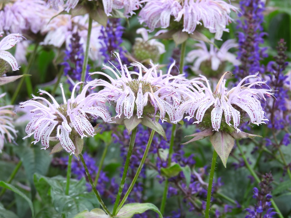 Monarda Bradburiana - Bradburys Bee Balm