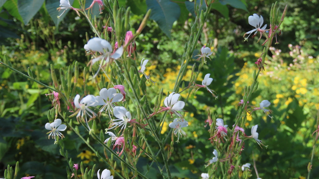 Oenothera Gaura - Biennial Guara