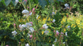 Oenothera Gaura - Biennial Guara