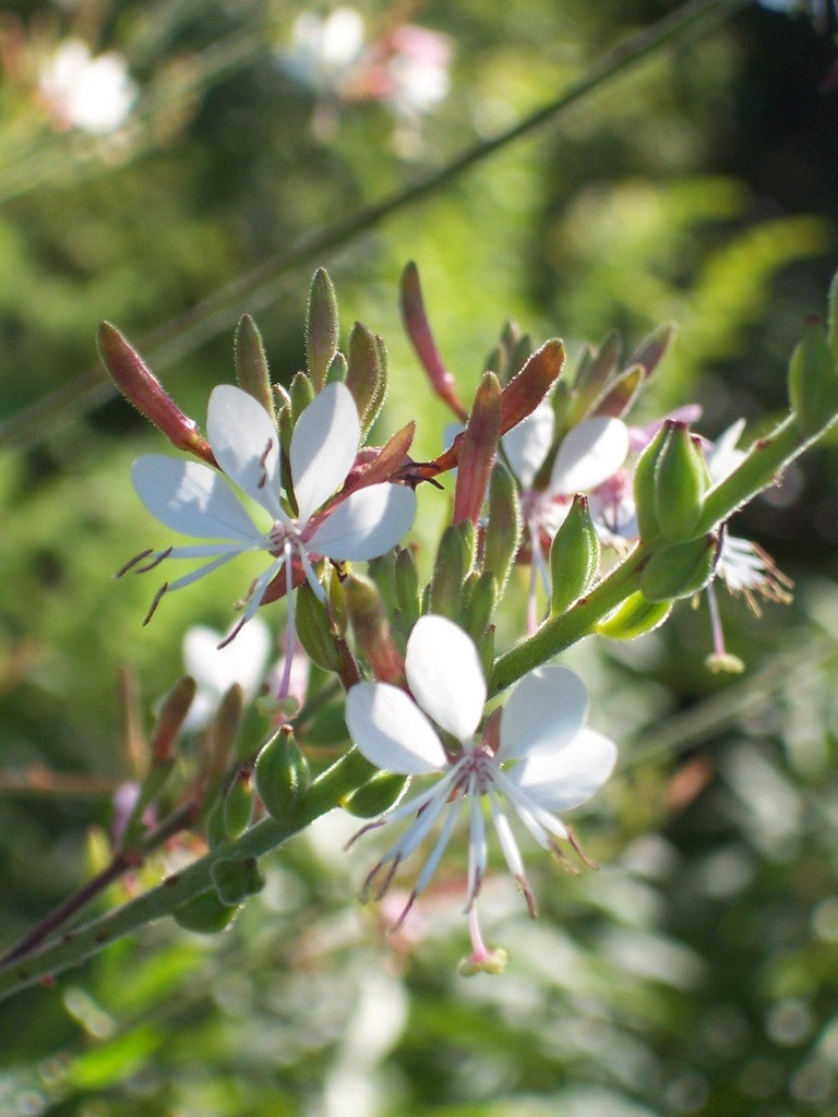 Oenothera Gaura - Biennial Guara