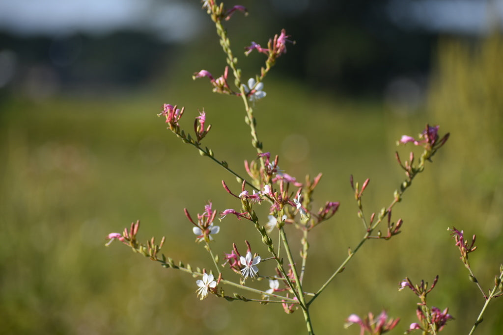 Oenothera Gaura - Biennial Guara