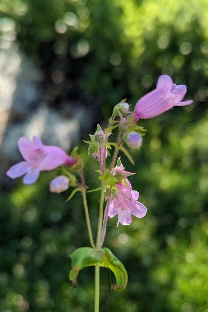 Penstemon Calycosus - Calico Beardtongue