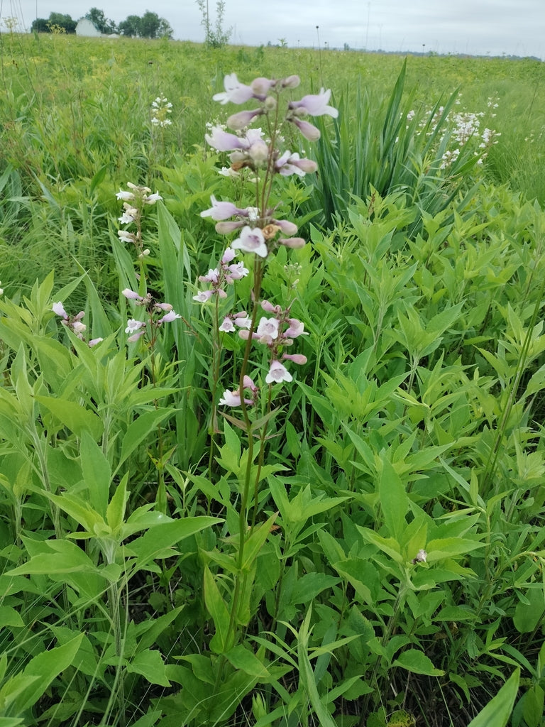 Penstemon Calycosus - Calico Beardtongue