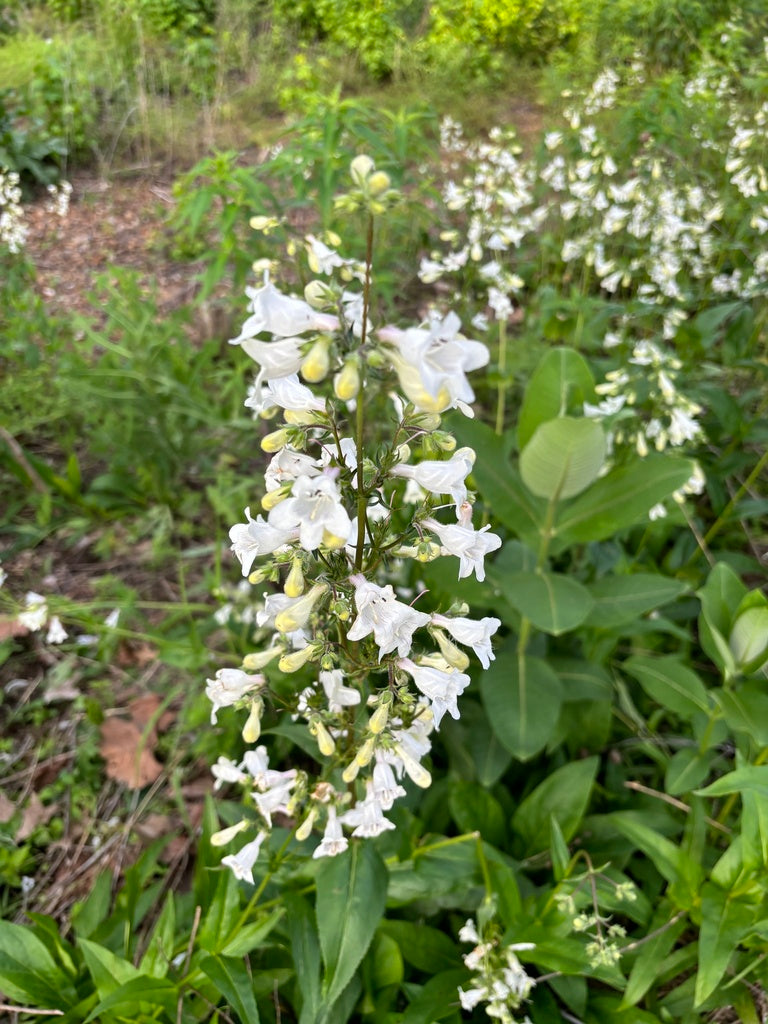 Penstemon Digitalis - Smooth Beardtongue