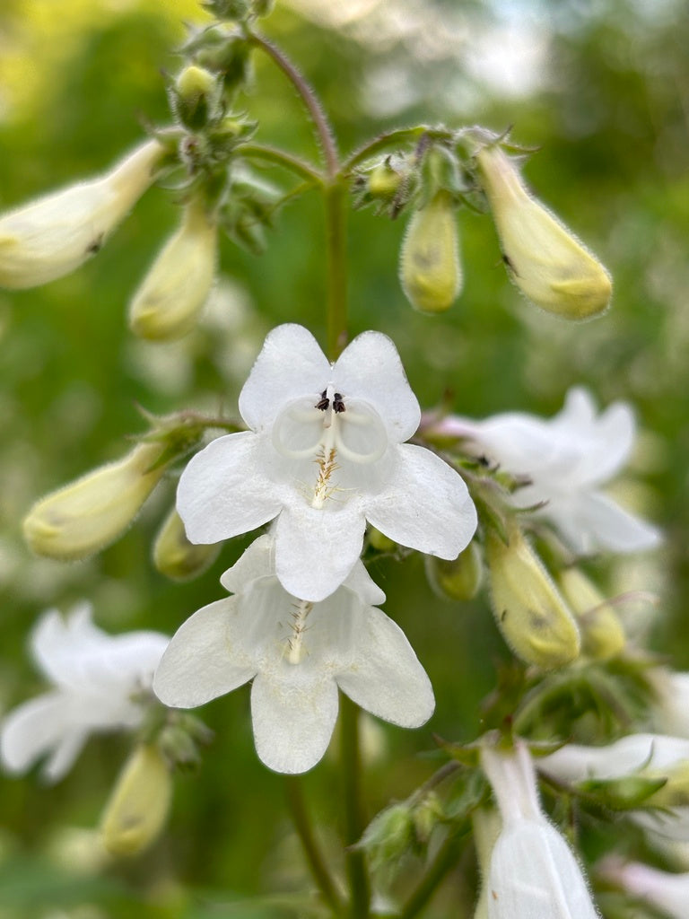 Penstemon Digitalis - Smooth Beardtongue