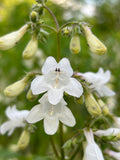 Penstemon Digitalis - Smooth Beardtongue