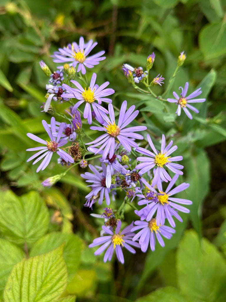 Symphyotrichum Laeve - Sky Blue Aster