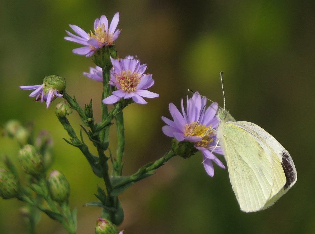 Symphyotrichum Laeve - Sky Blue Aster