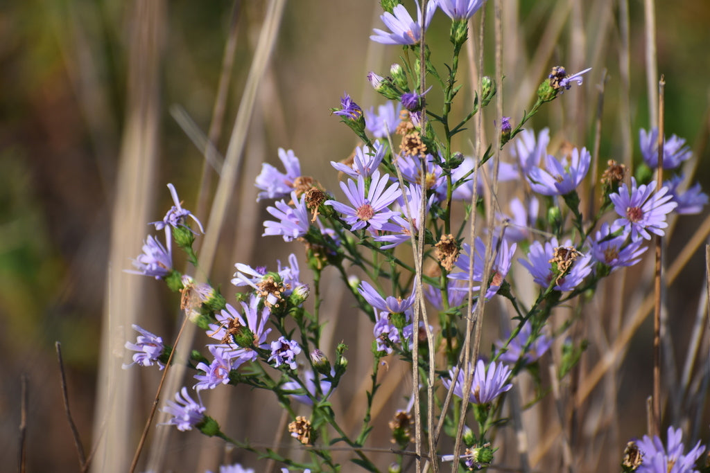 Symphyotrichum Laeve - Sky Blue Aster