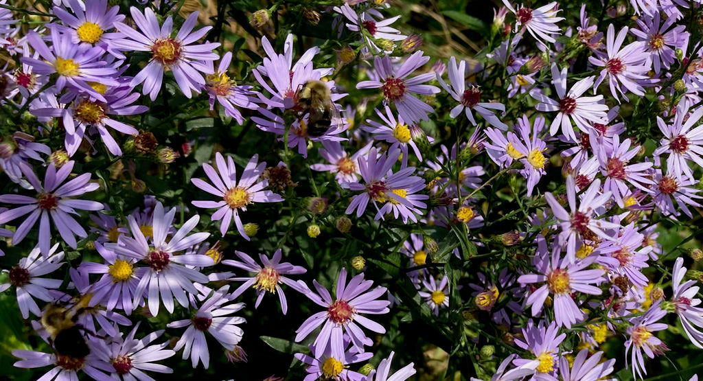 Symphyotrichum Laeve - Sky Blue Aster