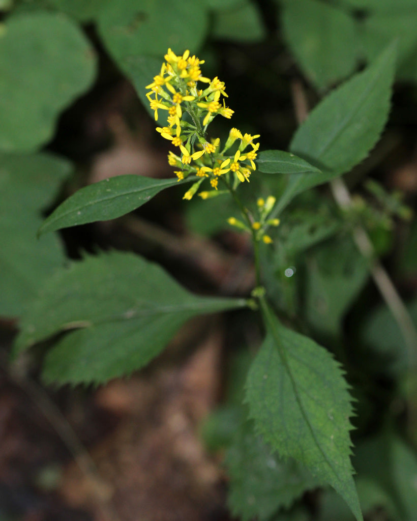 Solidago Flexicaulis - Zigzag Goldenrod