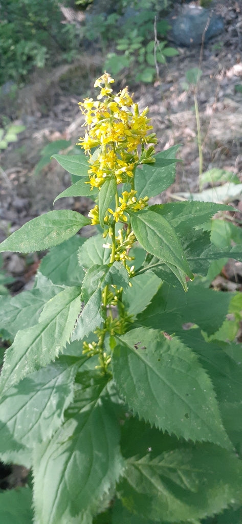 Solidago Flexicaulis - Zigzag Goldenrod