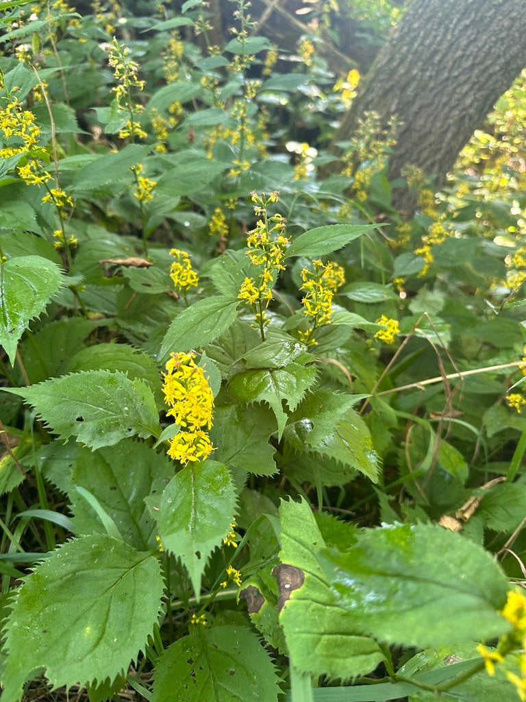 Solidago Flexicaulis - Zigzag Goldenrod