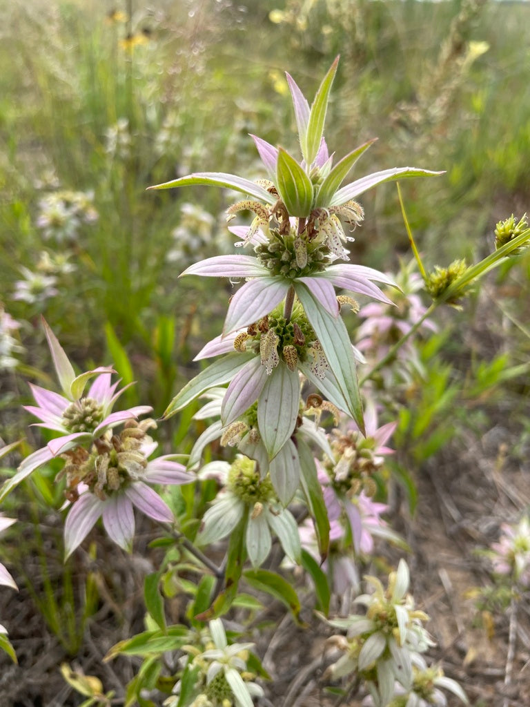 Monarda Punctata - Spotted Beebalm
