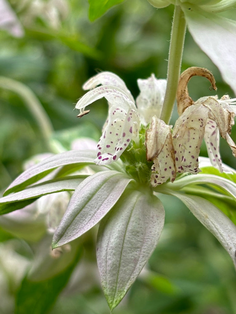 Monarda Punctata - Spotted Beebalm