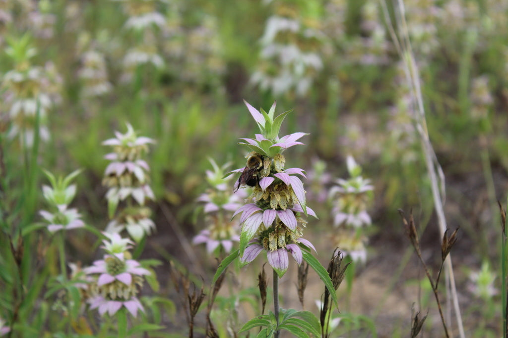 Monarda Punctata - Spotted Beebalm