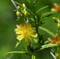 Hypericum Prolificum - Shrubby St Johns Wort