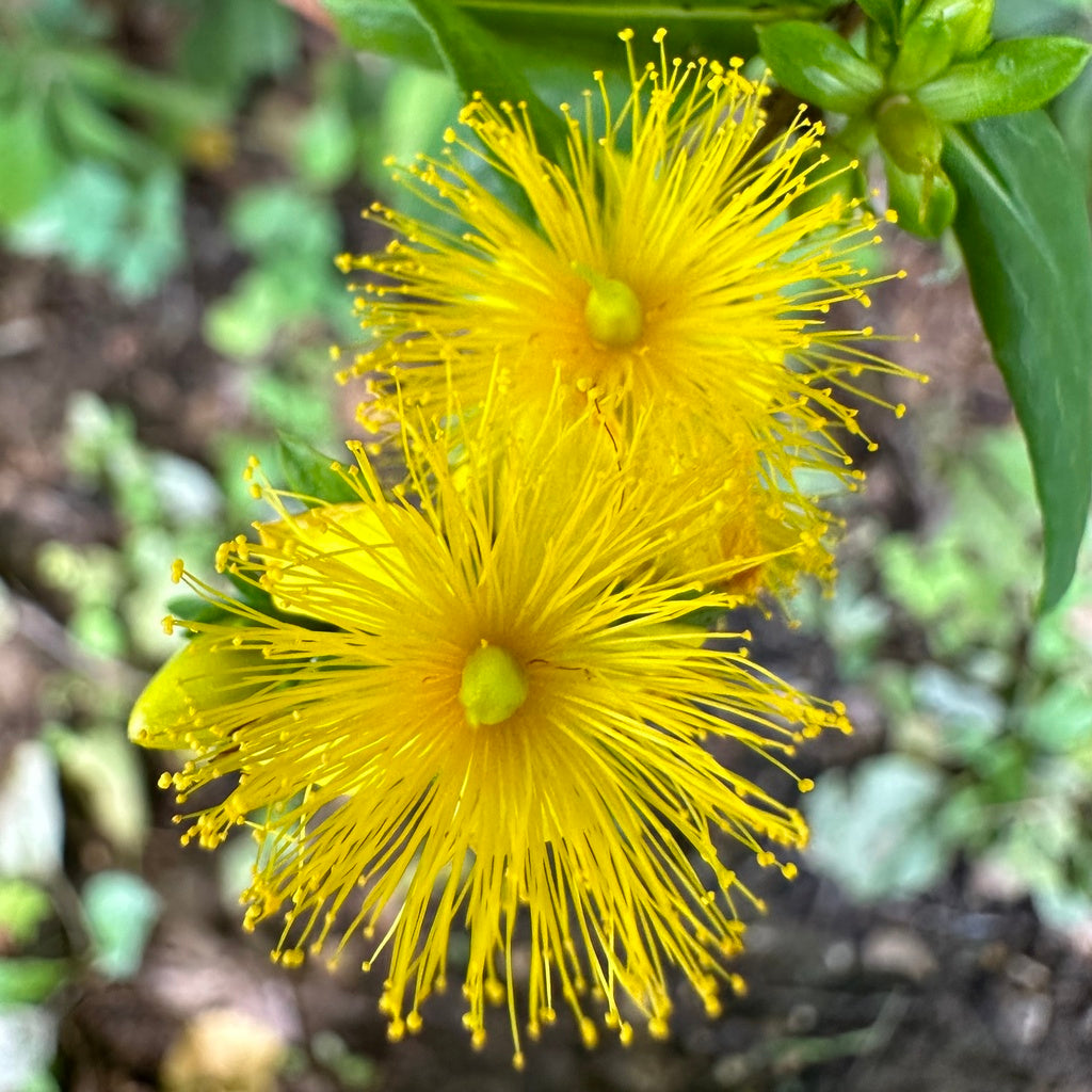 Hypericum Prolificum - Shrubby St Johns Wort