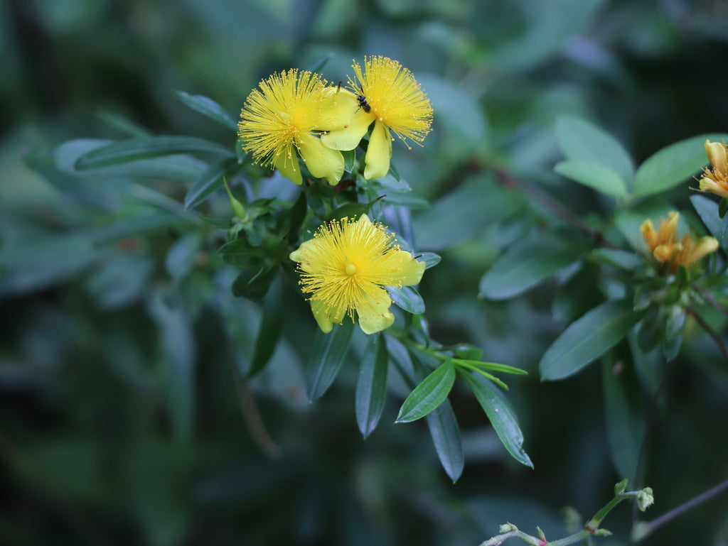 Hypericum Prolificum - Shrubby St Johns Wort