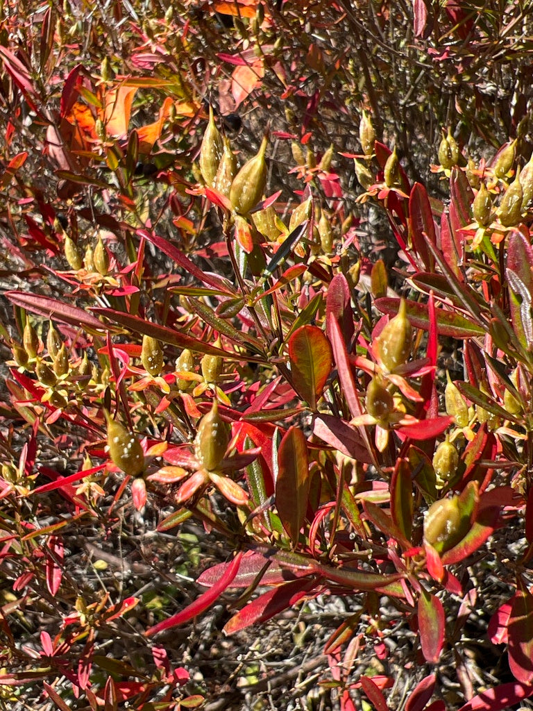 Hypericum Prolificum - Shrubby St Johns Wort