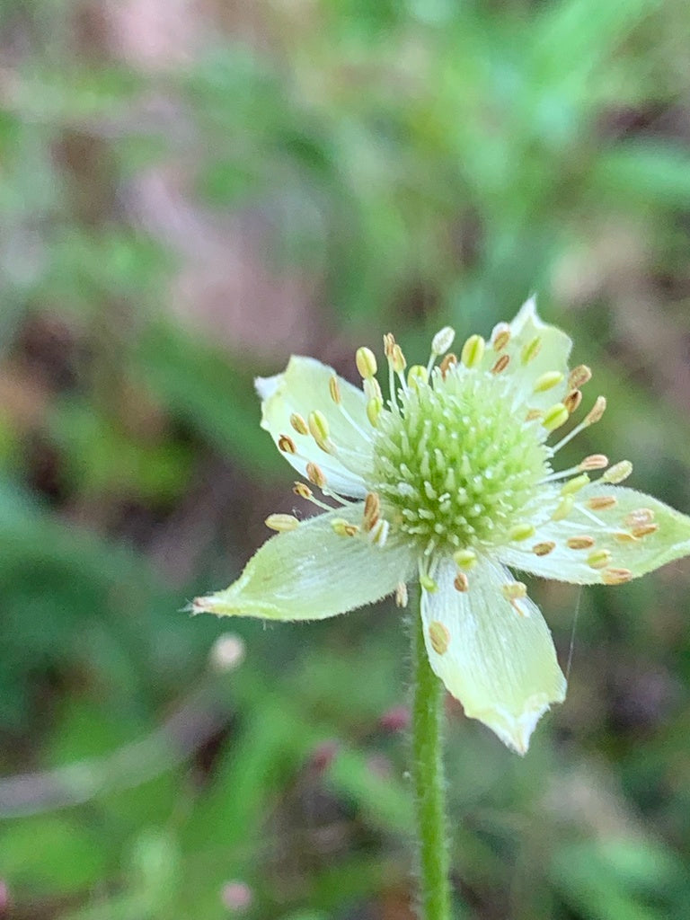 Anemone Virginiana - Tall Anemone