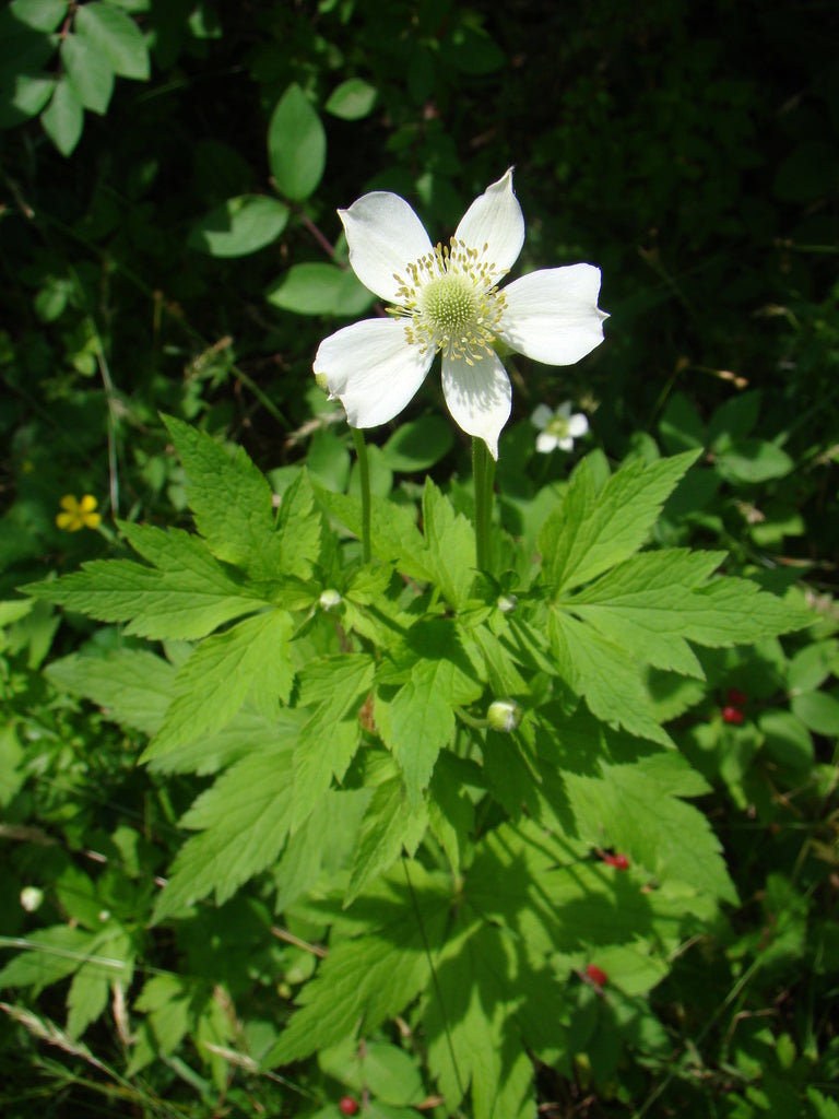 Anemone Virginiana - Tall Anemone