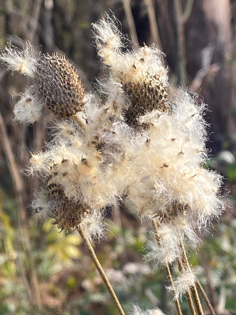 Anemone Virginiana - Tall Anemone