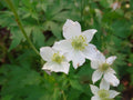 Anemone Virginiana - Tall Anemone