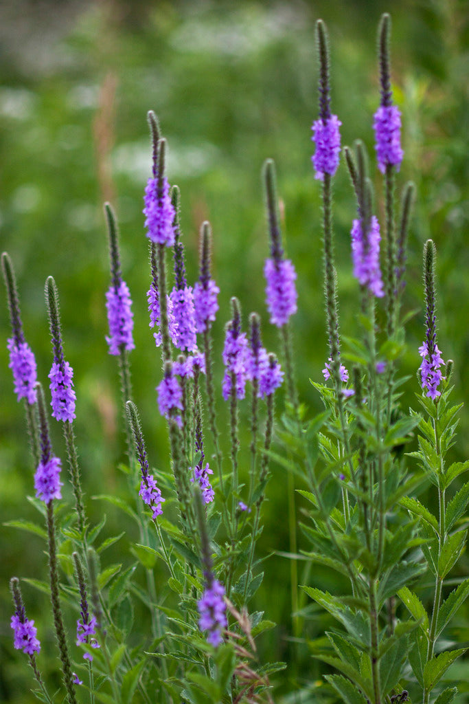 Verbena Stricta - Hoary Vervain