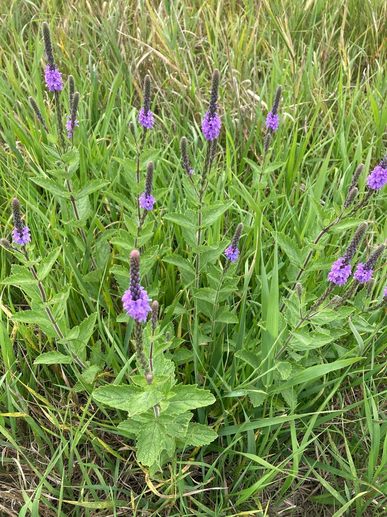 Verbena Stricta - Hoary Vervain
